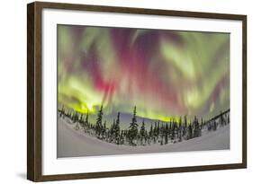 Aurora Borealis over Churchill, Manitoba, Canada-Stocktrek Images-Framed Photographic Print