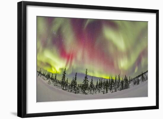 Aurora Borealis over Churchill, Manitoba, Canada-Stocktrek Images-Framed Photographic Print