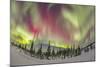 Aurora Borealis over Churchill, Manitoba, Canada-Stocktrek Images-Mounted Photographic Print