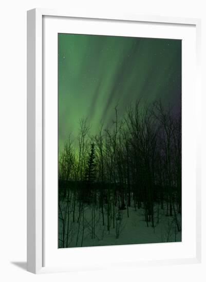 Aurora Borealis over Trees, Yukon, Canada-null-Framed Photographic Print