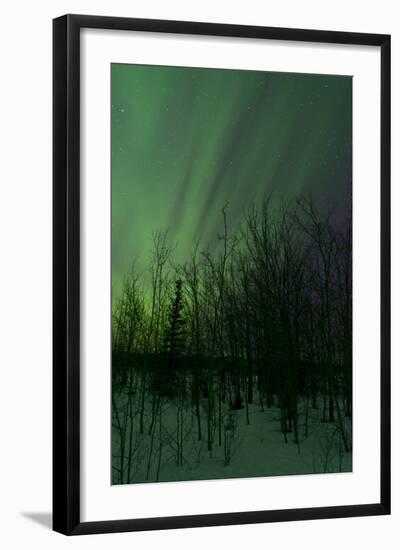 Aurora Borealis over Trees, Yukon, Canada-null-Framed Photographic Print