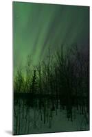 Aurora Borealis over Trees, Yukon, Canada-null-Mounted Photographic Print