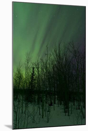 Aurora Borealis over Trees, Yukon, Canada-null-Mounted Photographic Print