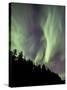 Aurora Borealis over Trees, Yukon, Canada-null-Stretched Canvas