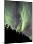 Aurora Borealis over Trees, Yukon, Canada-null-Mounted Photographic Print