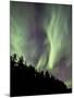 Aurora Borealis over Trees, Yukon, Canada-null-Mounted Photographic Print