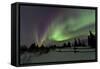 Aurora Borealis over Trees, Yukon, Canada-null-Framed Stretched Canvas