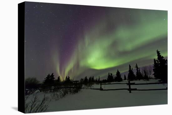 Aurora Borealis over Trees, Yukon, Canada-null-Stretched Canvas