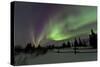 Aurora Borealis over Trees, Yukon, Canada-null-Stretched Canvas