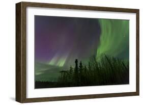 Aurora Borealis over Trees, Yukon, Canada-null-Framed Photographic Print