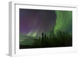 Aurora Borealis over Trees, Yukon, Canada-null-Framed Photographic Print