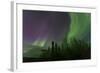 Aurora Borealis over Trees, Yukon, Canada-null-Framed Photographic Print