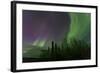 Aurora Borealis over Trees, Yukon, Canada-null-Framed Photographic Print