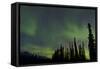 Aurora Borealis over Trees, Yukon, Canada-null-Framed Stretched Canvas