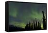 Aurora Borealis over Trees, Yukon, Canada-null-Framed Stretched Canvas