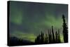 Aurora Borealis over Trees, Yukon, Canada-null-Stretched Canvas