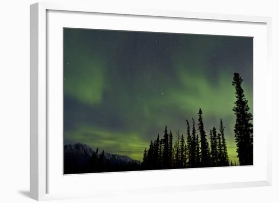 Aurora Borealis over Trees, Yukon, Canada-null-Framed Photographic Print