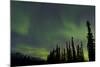 Aurora Borealis over Trees, Yukon, Canada-null-Mounted Photographic Print