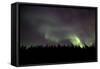 Aurora Borealis over Trees, Yukon, Canada-null-Framed Stretched Canvas