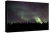 Aurora Borealis over Trees, Yukon, Canada-null-Stretched Canvas