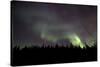 Aurora Borealis over Trees, Yukon, Canada-null-Stretched Canvas