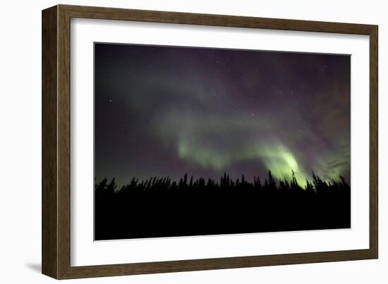 Aurora Borealis over Trees, Yukon, Canada-null-Framed Photographic Print