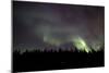 Aurora Borealis over Trees, Yukon, Canada-null-Mounted Photographic Print