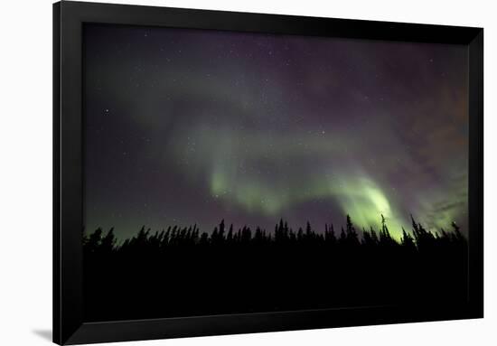 Aurora Borealis over Trees, Yukon, Canada-null-Framed Photographic Print