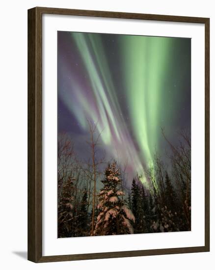 Aurora Borealis with Trees, Whitehorse, Yukon, Canada-Stocktrek Images-Framed Photographic Print