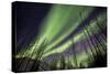 Aurora Borealis XI-Larry Malvin-Stretched Canvas