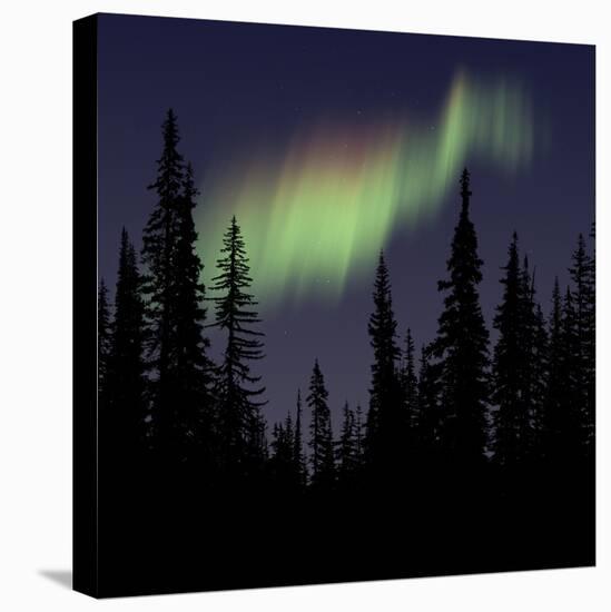 Aurora Borealis-Mark Taylor-Stretched Canvas