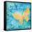 Aurora Butterfly-Paul Brent-Framed Stretched Canvas