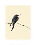 Little Bird-Aurore De La Morinrie-Mounted Art Print