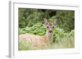 Auspicious-Susann Parker-Framed Photographic Print