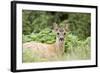 Auspicious-Susann Parker-Framed Photographic Print