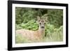 Auspicious-Susann Parker-Framed Photographic Print