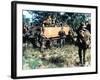 Aussie Troop Carriers-Henri Huet-Framed Photographic Print