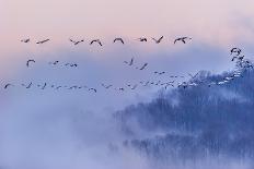 Snow Geese-Austin Li-Framed Photographic Print