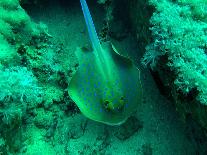 Blue Spotted Ribbon Tail Stingray-AUSTIN REX LOBATON-Photographic Print