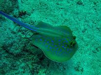 Blue Spotted Ribbon Tail Stingray-AUSTIN REX LOBATON-Photographic Print