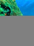 Red Sea Coral Reef with Reef Fishes-AUSTIN REX LOBATON-Photographic Print
