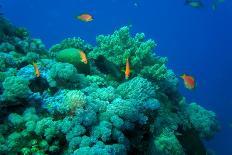 Red Sea Coral Reef with Reef Fishes-AUSTIN REX LOBATON-Photographic Print