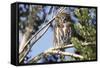 Austral Pygmy Owl Perching on Branch-Andres Morya Hinojosa-Framed Stretched Canvas