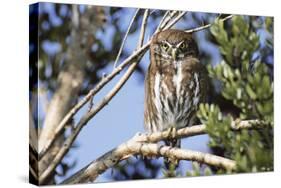 Austral Pygmy Owl Perching on Branch-Andres Morya Hinojosa-Stretched Canvas