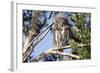 Austral Pygmy Owl Perching on Branch-Andres Morya Hinojosa-Framed Photographic Print