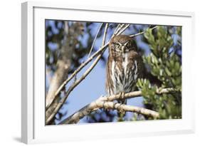Austral Pygmy Owl Perching on Branch-Andres Morya Hinojosa-Framed Photographic Print