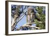 Austral Pygmy Owl Perching on Branch-Andres Morya Hinojosa-Framed Photographic Print