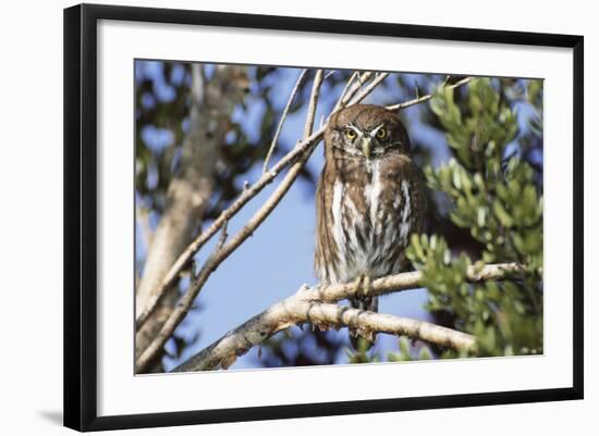 Austral Pygmy Owl Perching on Branch-Andres Morya Hinojosa-Framed Photographic Print