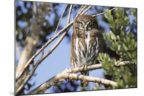 Austral Pygmy Owl Perching on Branch-Andres Morya Hinojosa-Mounted Photographic Print