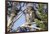 Austral Pygmy Owl Perching on Branch-Andres Morya Hinojosa-Framed Photographic Print